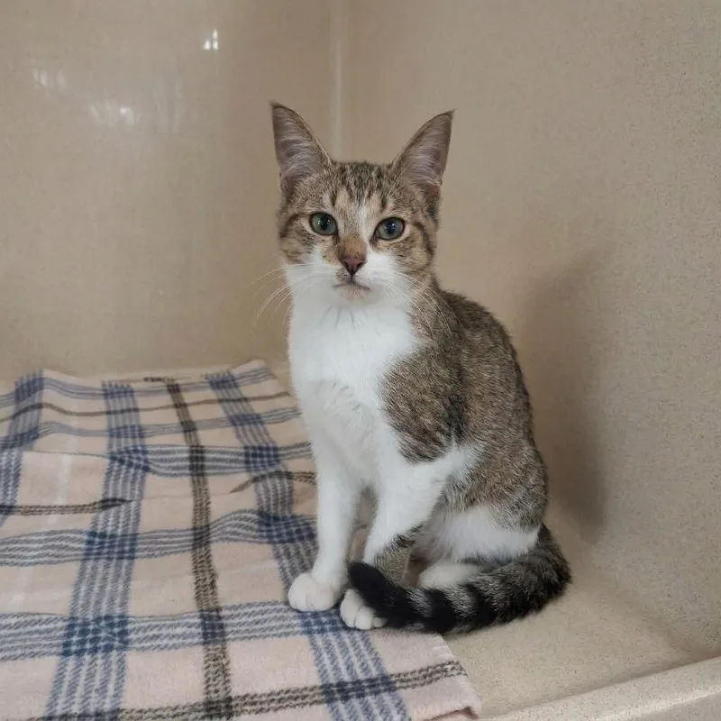 A baby small-sized male Domestic Short Hair cat named Cattywampus for adoption in Gautier, MS