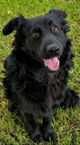 A young medium-sized male Black Flat-Coated Retriever dog named Bruce for adoption in Washington, DC