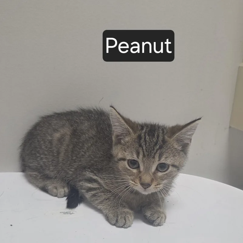 A young medium-sized female Tabby (Gray / Blue / Silver) Domestic Short Hair cat named Peanut for adoption in SNOW HILL, NC