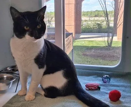 An adult large-sized male Domestic Short Hair cat named Warren for adoption in Fairfax, VA