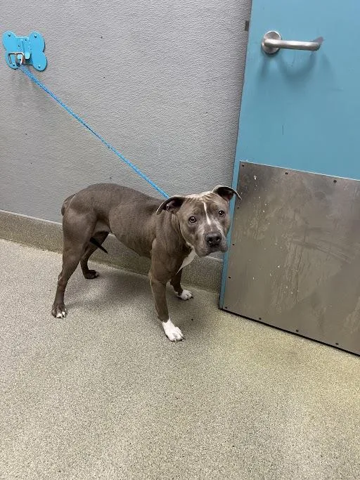 An adult large-sized female Pit Bull Terrier dog named Sterling for adoption in Las Vegas, NV
