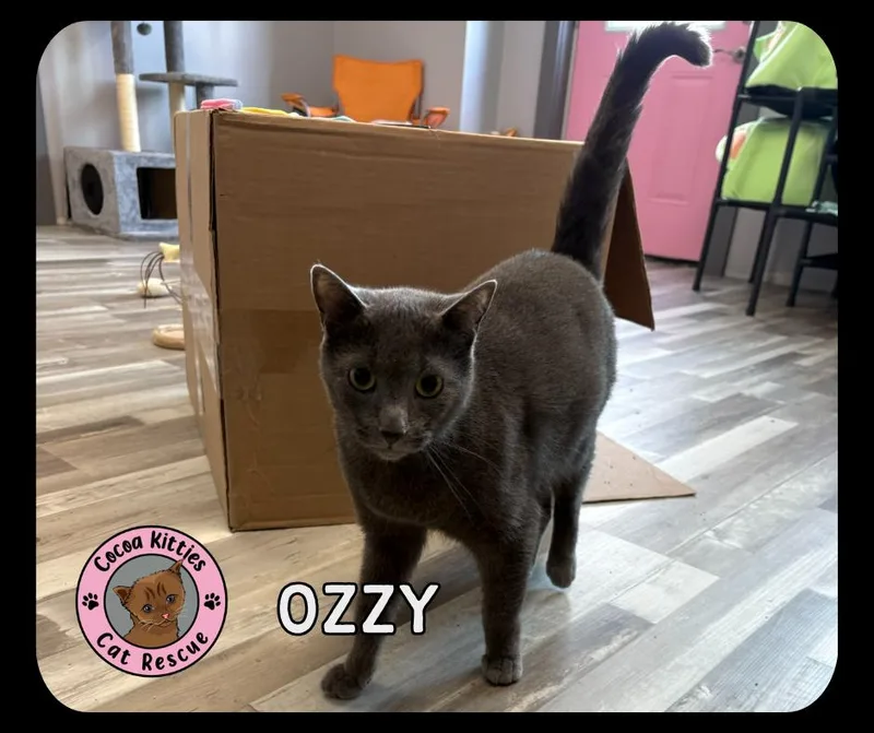 A senior large-sized male Domestic Short Hair cat named Ozzy for adoption in Hershey, PA