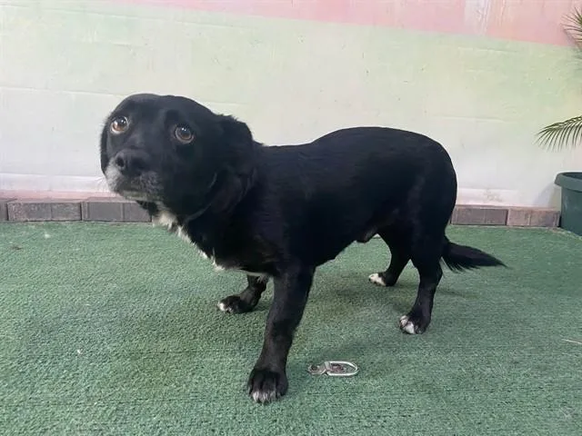 A young medium-sized male Chihuahua dog named A for adoption in Baldwin Park, CA