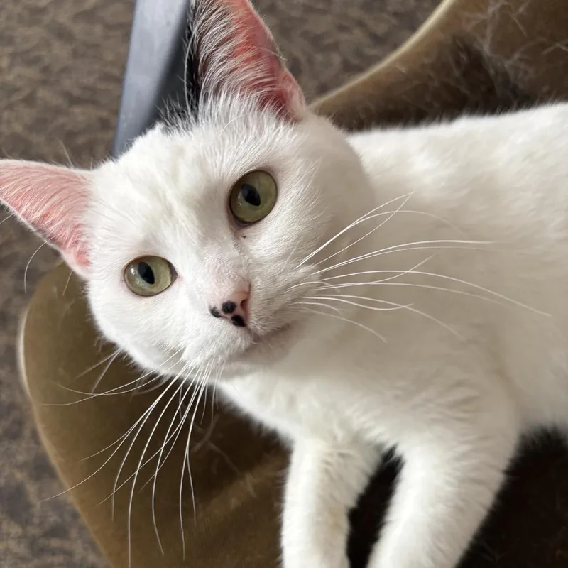 An adult medium-sized female White Domestic Short Hair cat named Nessy for adoption in Rochester, MN
