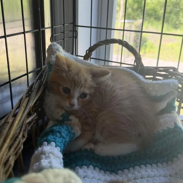 A baby small-sized female Orange / Red Domestic Medium Hair cat named Butterbean for adoption in Wappingers Falls, NY