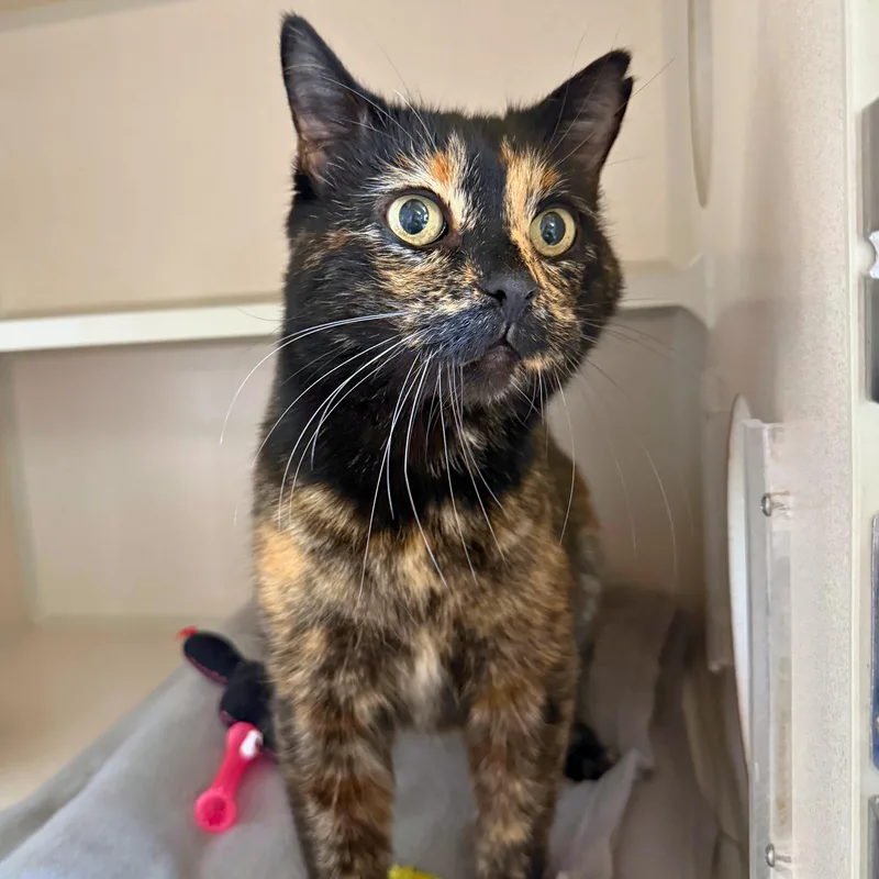 A senior medium-sized female Domestic Short Hair cat named Stormie for adoption in Ridgway, CO
