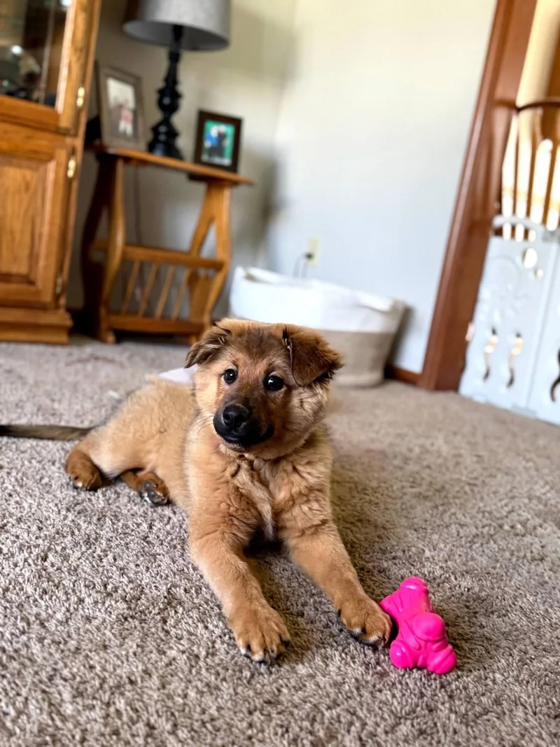A baby medium-sized female Red / Chestnut / Orange Shepherd dog named Josie for adoption in East Sparta, OH
