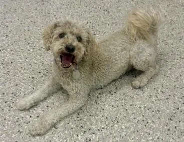 A senior medium-sized male Poodle dog named Herb for adoption in Littleton, CO