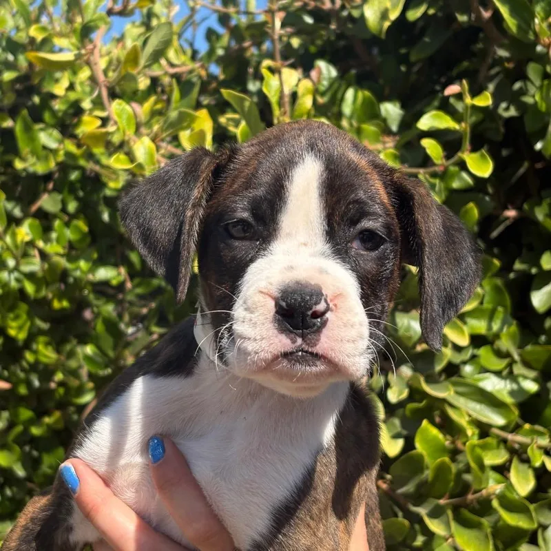 A baby small-sized female White / Cream Boxer dog named Kiwi for adoption in Santa Barbara, CA