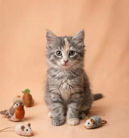 A baby small-sized female Domestic Medium Hair cat named Chai for adoption in Cumming, GA