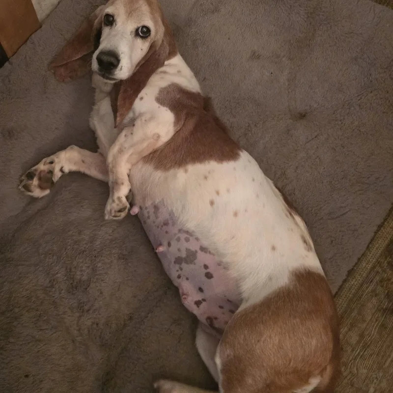 Daisy