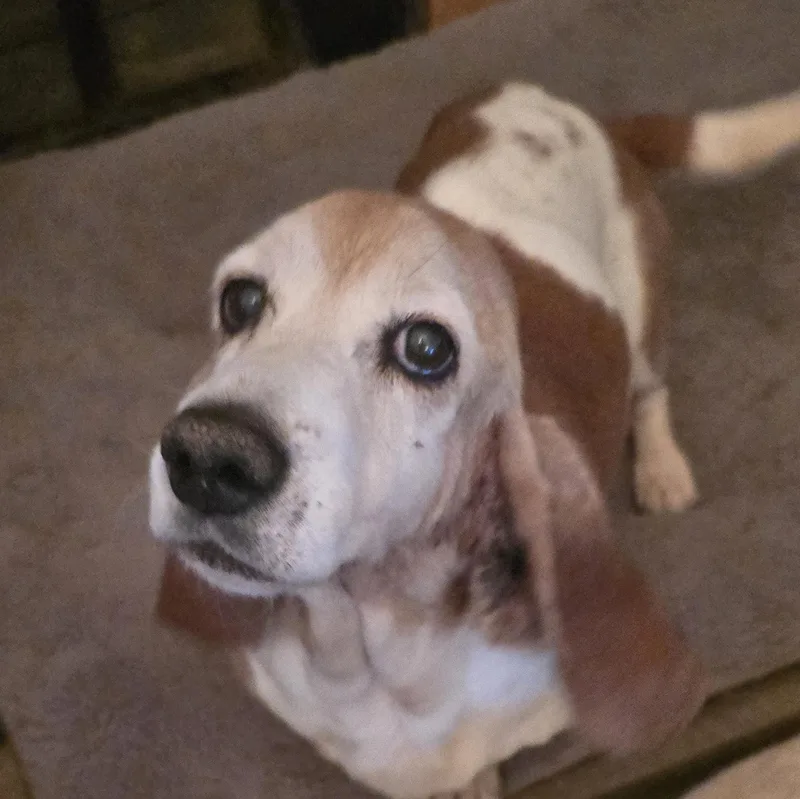 Daisy thumbnail 2