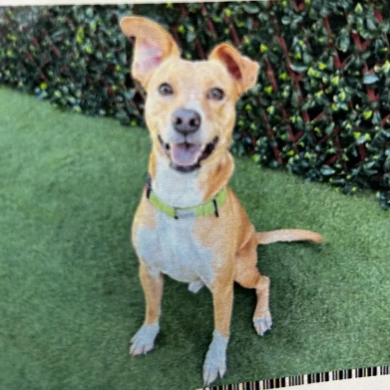 A young medium-sized male Yellow / Tan / Blond / Fawn Mixed Breed dog named Alfie for adoption in Jupiter, FL