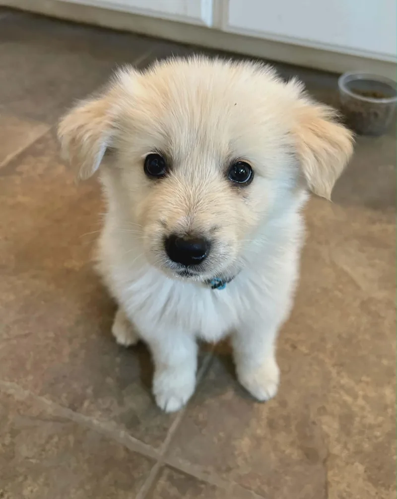 Biscuit Sat The Bear