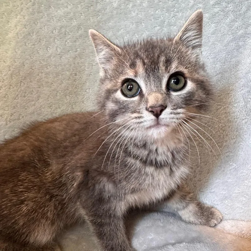 A baby small-sized female Gray / Blue / Silver Domestic Short Hair cat named Julep for adoption in La Grange, KY