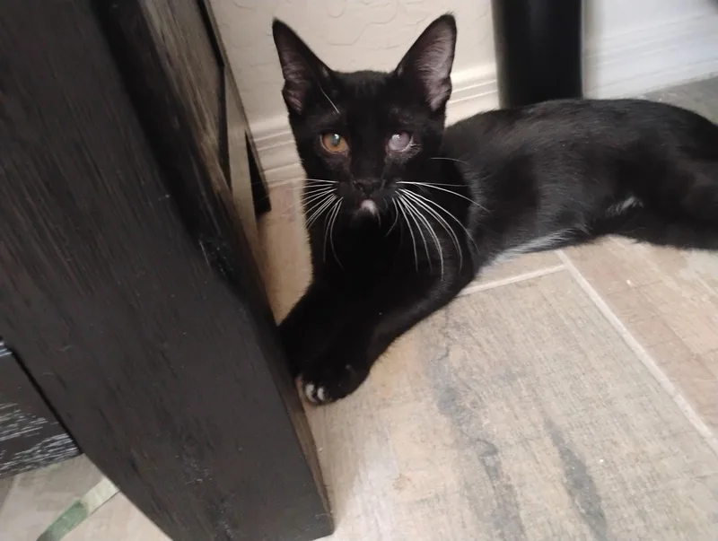 A young medium-sized male Tuxedo cat named Luigi for adoption in Glendale, AZ