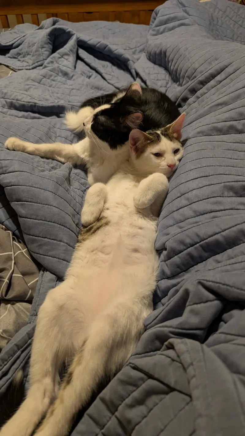 A young medium-sized male Domestic Short Hair cat named Tux for adoption in Bar Nunn, WY