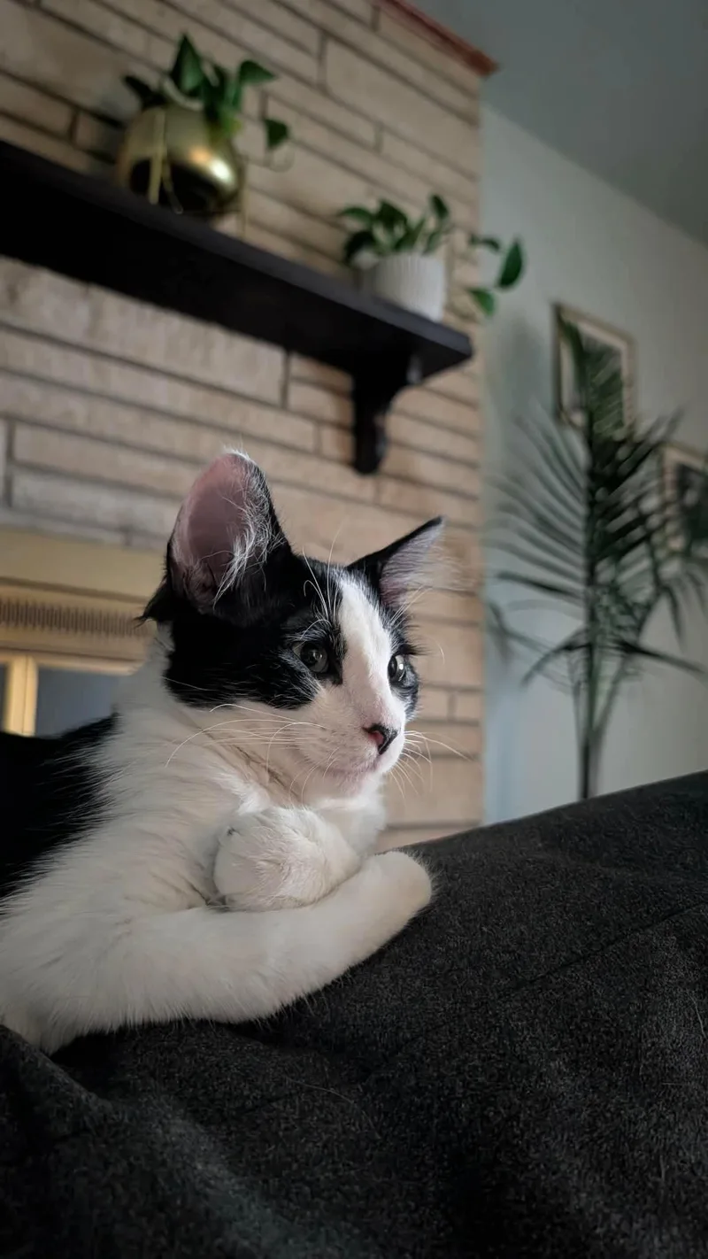 Tux thumbnail 2