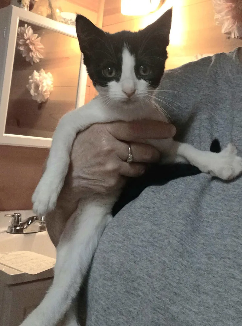 A baby small-sized male Black & White / Tuxedo Tuxedo cat named Travis C DiRusso for adoption in Saunderstown, RI