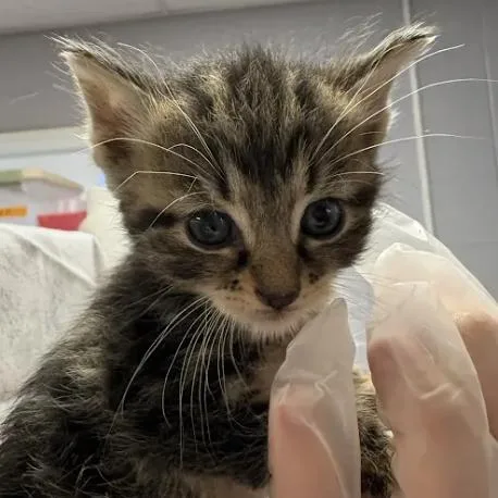A baby small-sized male Brown / Chocolate Domestic Short Hair cat named Tagalong for adoption in South Elgin, IL