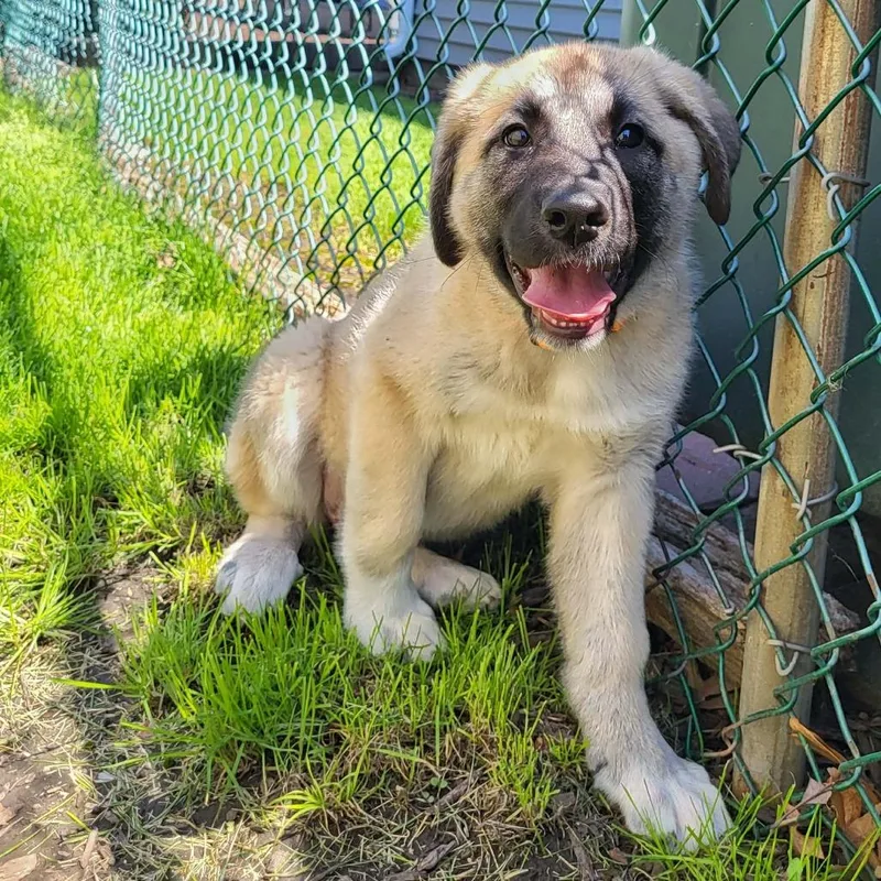 A baby large-sized female Yellow / Tan / Blond / Fawn Great Pyrenees dog named Lennox for adoption in Joliet, IL