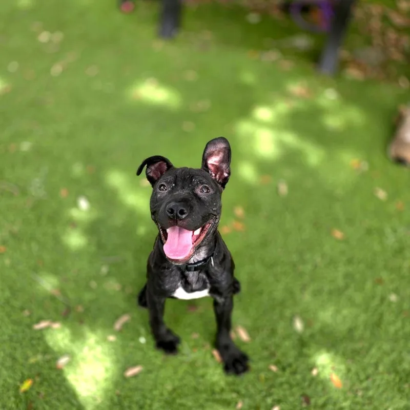 A baby small-sized female Black Mixed Breed dog named D for adoption in Port Charlotte, FL