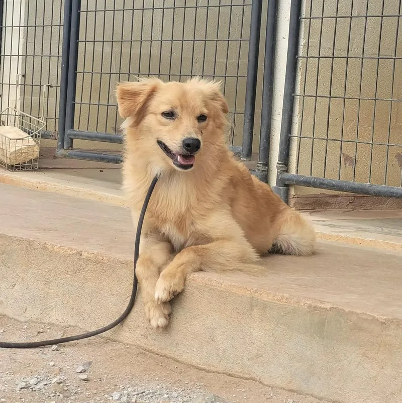 An adult small-sized male Apricot / Beige Mixed Breed dog named Flynn for adoption in Marble Falls, TX