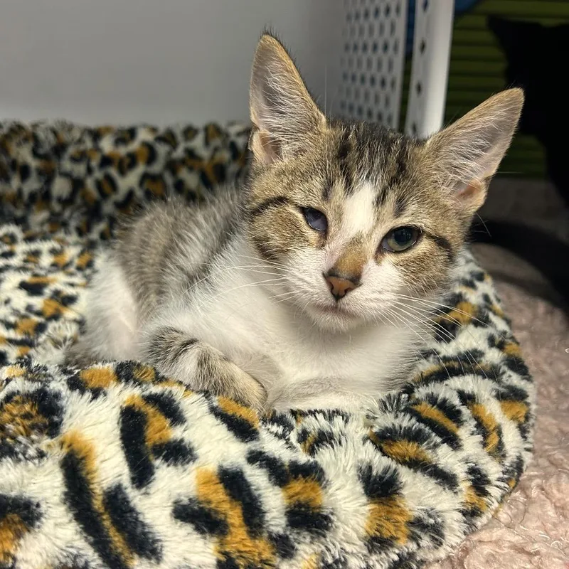 A baby small-sized female White Domestic Short Hair cat named Neon for adoption in Binghamton, NY