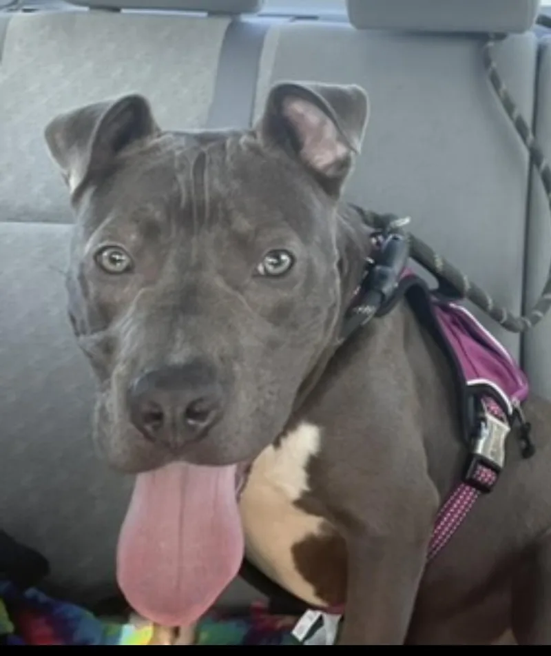 An adult medium-sized male Gray / Blue / Silver Mixed Breed dog named Jax for adoption in Belleville, IL