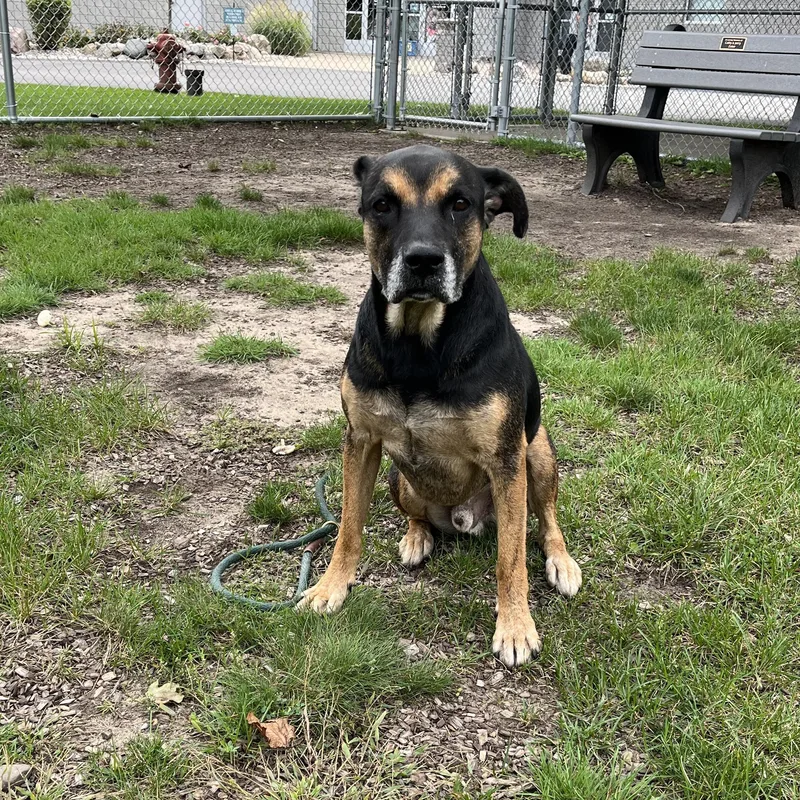 An adult large-sized male Mixed Breed dog named Hank for adoption in Mount Pleasant, MI