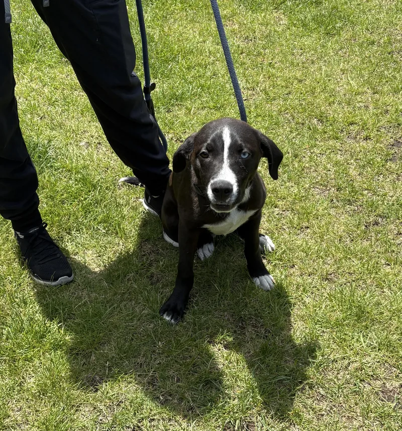 A baby medium-sized male Black Mixed Breed dog named Oliver for adoption in Kankakee, IL