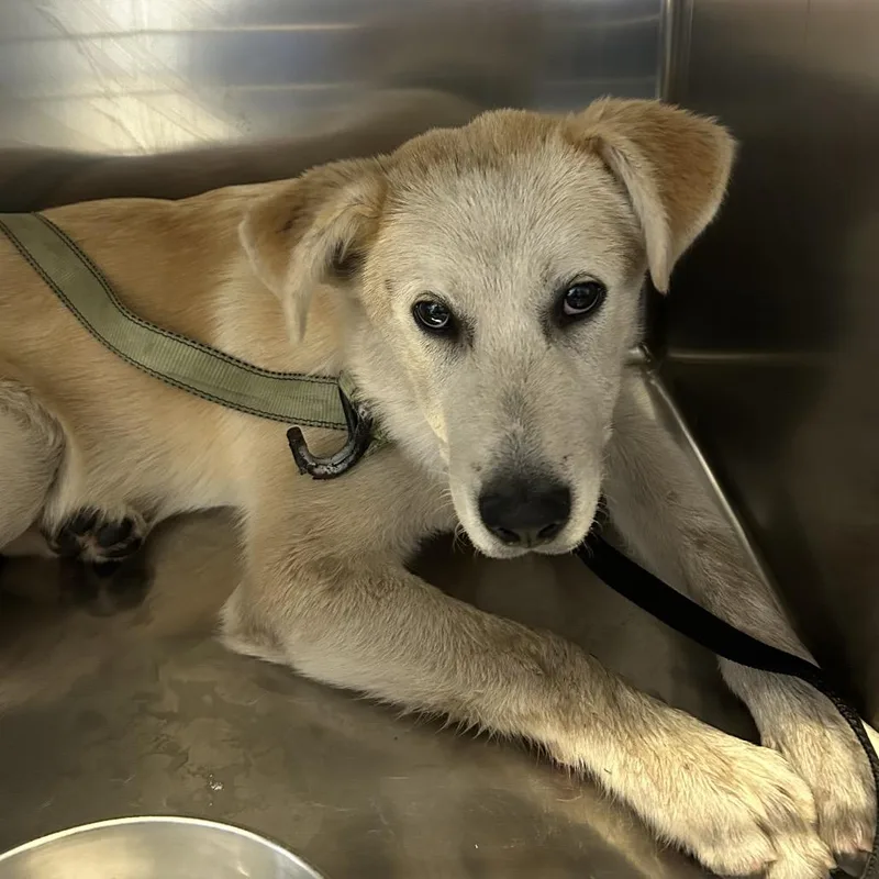 A young medium-sized male Yellow / Tan / Blond / Fawn Retriever dog named Rollo for adoption in San Gabriel, CA