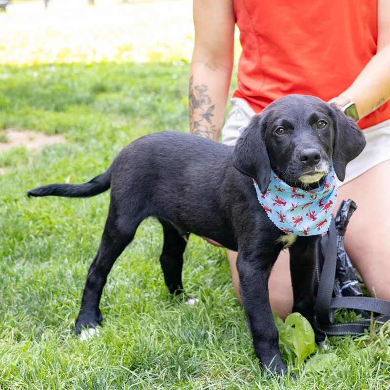 A baby medium-sized male Black Poodle dog named ReefAvail for adoption in West Grove, PA