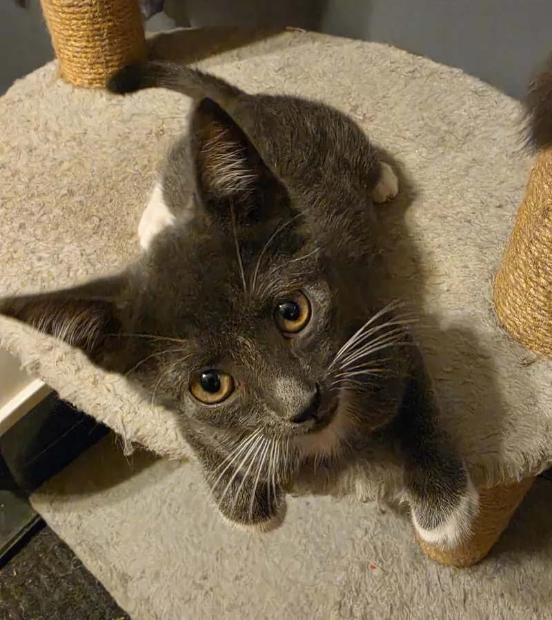 A baby small-sized male Gray & White Domestic Short Hair cat named Kloepper for adoption in Spotswood, NJ