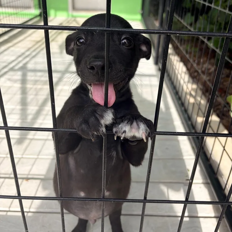 A baby medium-sized male Black Mixed Breed dog named Alvin for adoption in Bradenton, FL