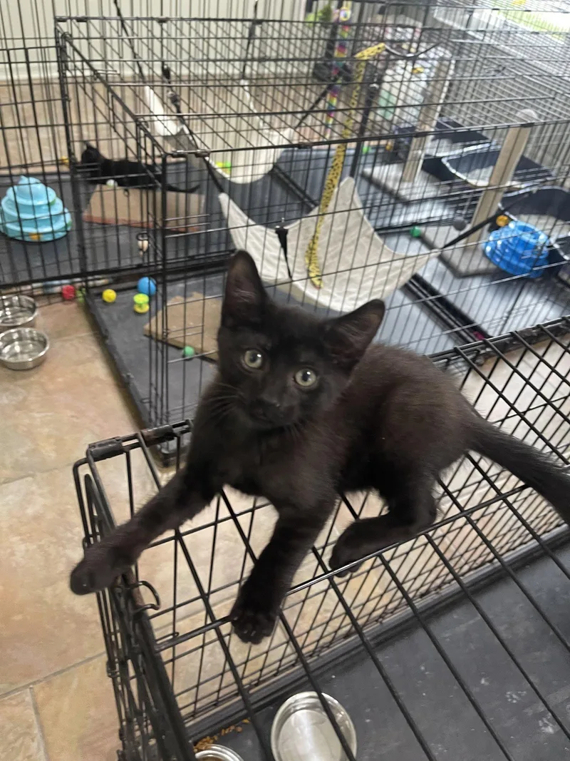 A baby medium-sized male Black Domestic Short Hair cat named Carl for adoption in Oviedo, FL
