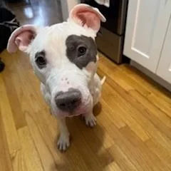 An adult medium-sized female White / Cream American Staffordshire Terrier dog named Bella Wella for adoption in New York, NY
