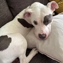 Bella Wella thumbnail 2