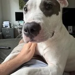 Bella Wella thumbnail 3