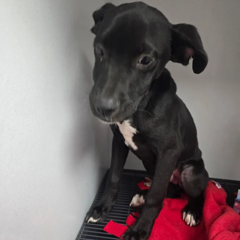 A young medium-sized male Black Mixed Breed dog named Toby for adoption in Duncan, OK