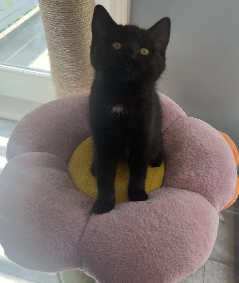 A young medium-sized female Black Domestic Short Hair cat named Tomato for adoption in Belleville, IL