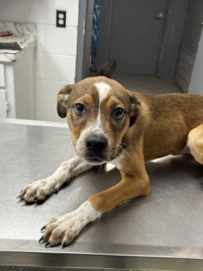 A baby small-sized male Mixed Breed dog named David for adoption in West Chester, PA