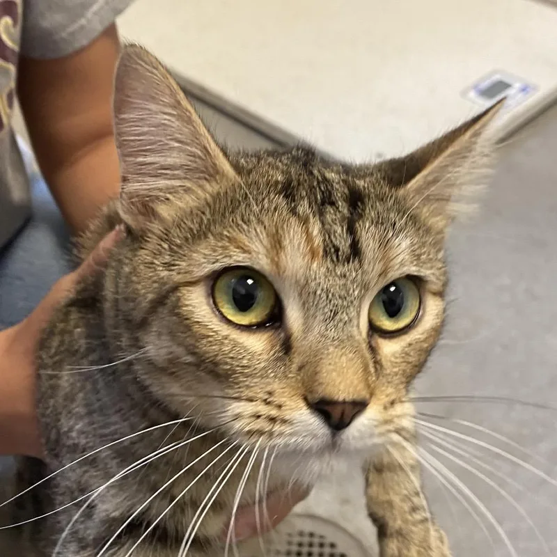 An adult medium-sized female Torbie Domestic Short Hair cat named Lois for adoption in Rifle, CO