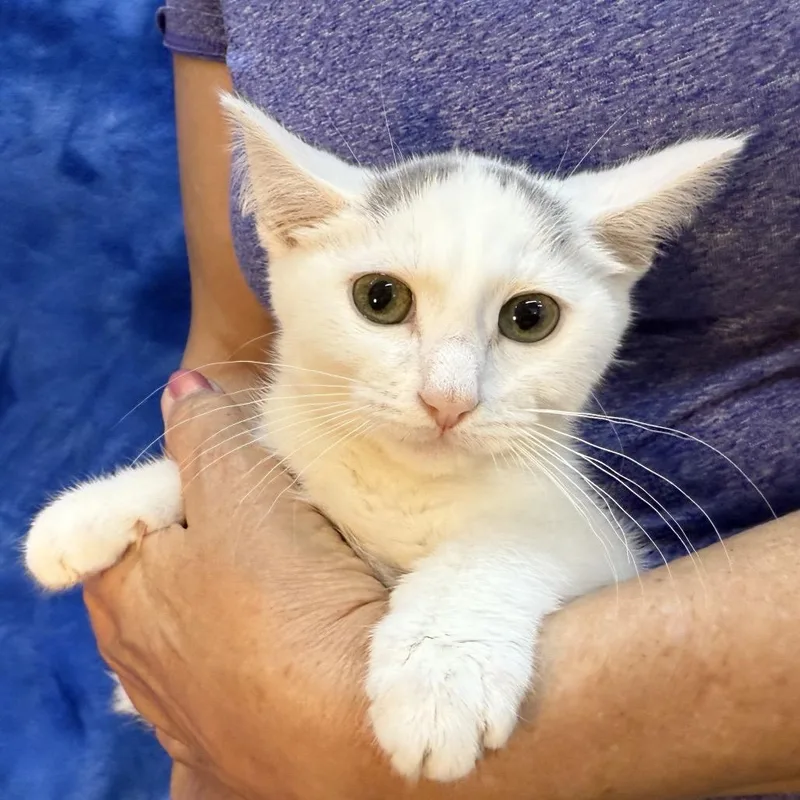 Sleepy Bonded To Bashful thumbnail 2