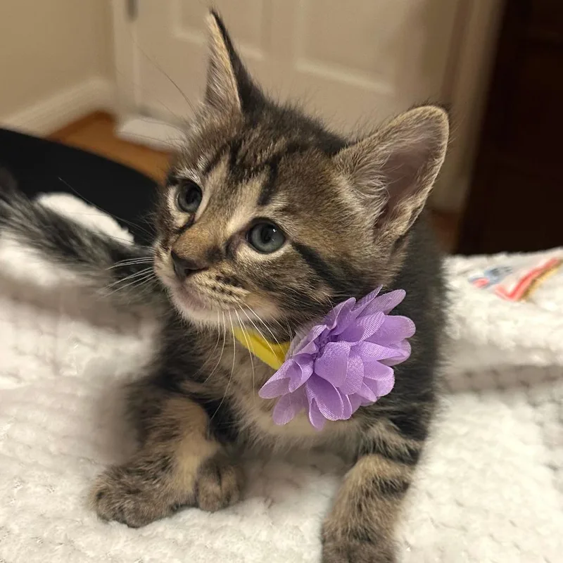 A baby small-sized female Brown / Chocolate Domestic Short Hair cat named Tiger Lily for adoption in Houston, TX