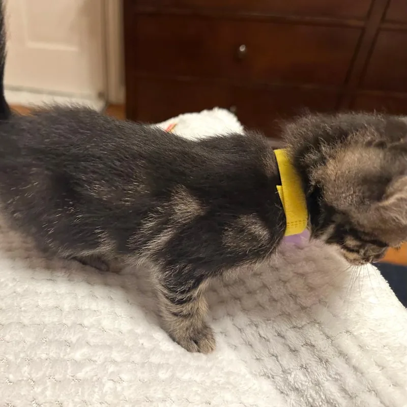 Tiger Lily thumbnail 2