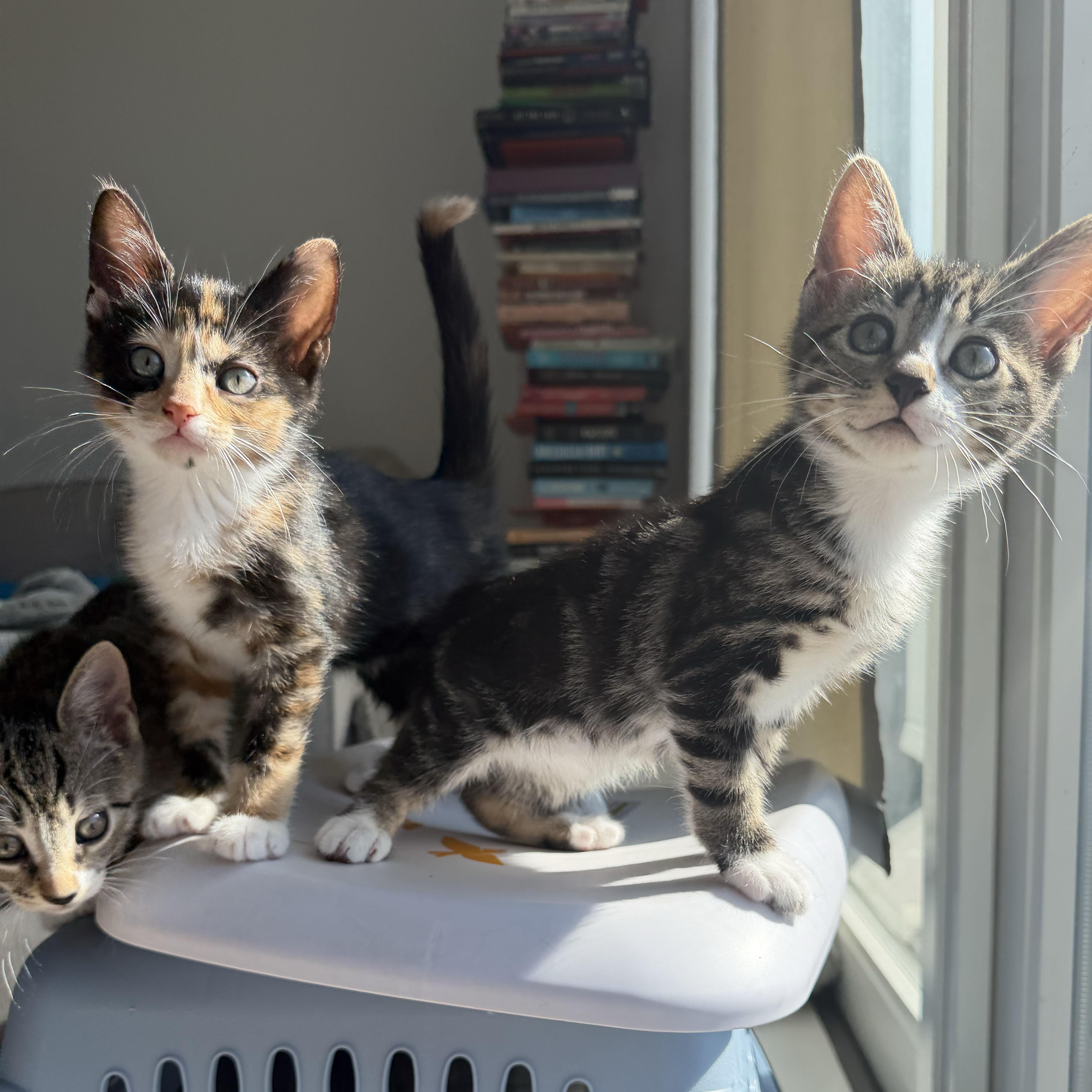 A baby medium-sized female Calico Domestic Short Hair cat named Flan + Pastelita for adoption in BROOKLYN, NY