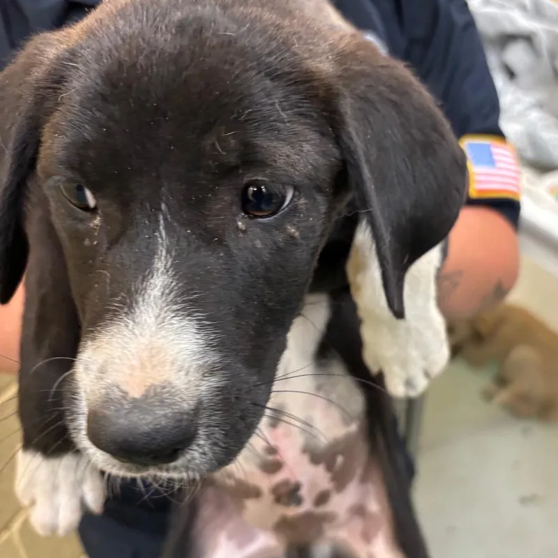 A baby small-sized male Black Mixed Breed dog named Jimmy for adoption in Memphis, TN