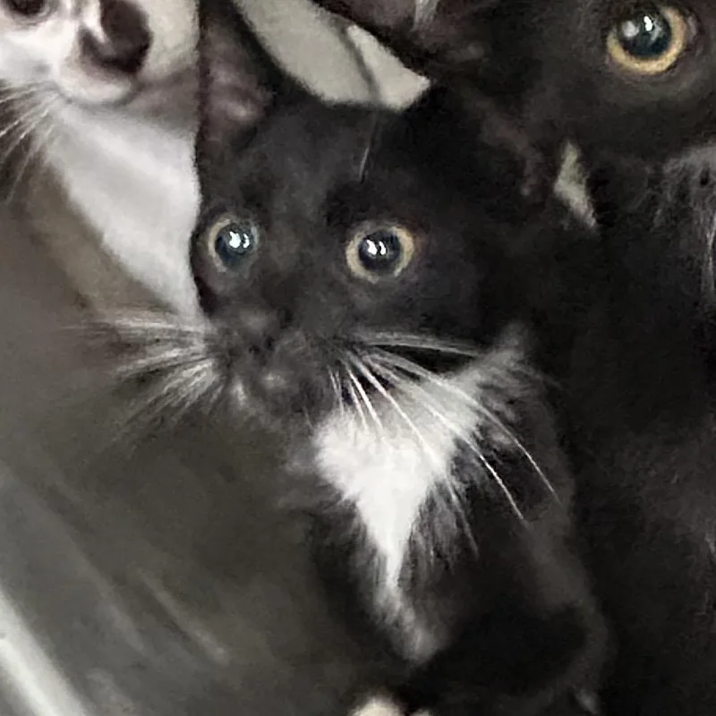 A baby small-sized female Black Domestic Short Hair cat named Tatiana for adoption in Newark, NJ
