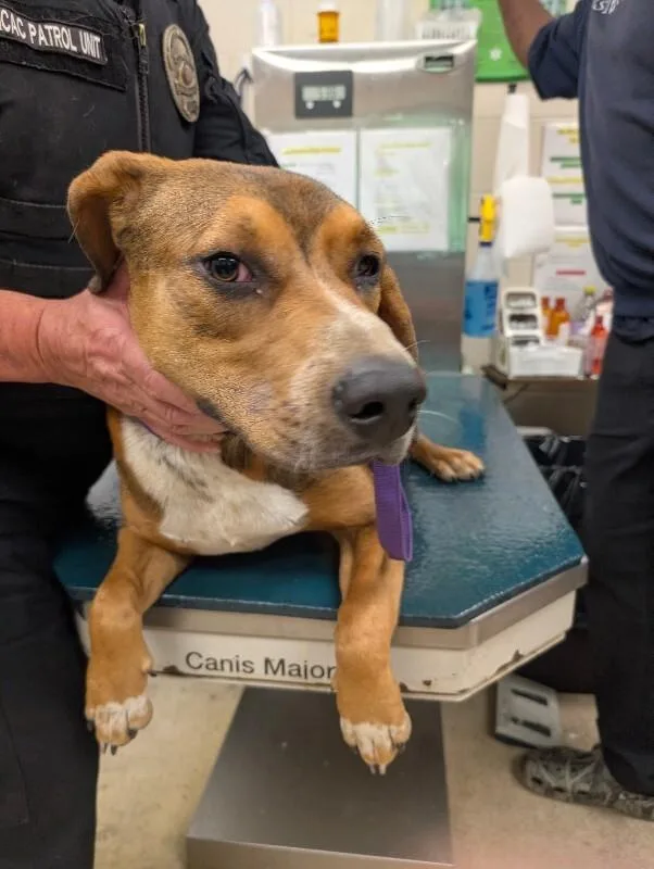 An adult medium-sized male Red / Chestnut / Orange Mixed Breed dog named Juvi for adoption in Mobile, AL